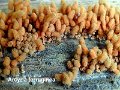 Arcyria ferruginea-amf249
